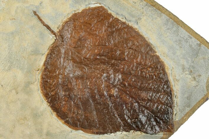 Fossil Leaf (Beringiaphyllum) - Montana #268186